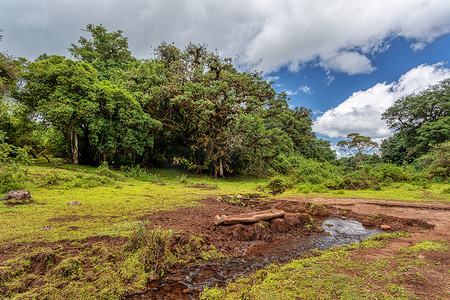 哈雷摄影照片_埃塞俄比亚贝尔山的哈雷纳森林