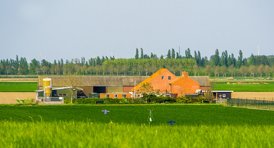 荷兰 zeeland 镇的 tholen 农田农场、乡村风光和建筑