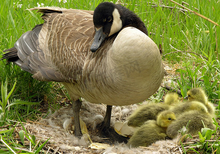 加拿大鹅（Branta canadensis）