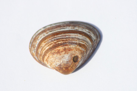 棕色圆形贝壳的特写 棕色圆形贝壳的特写