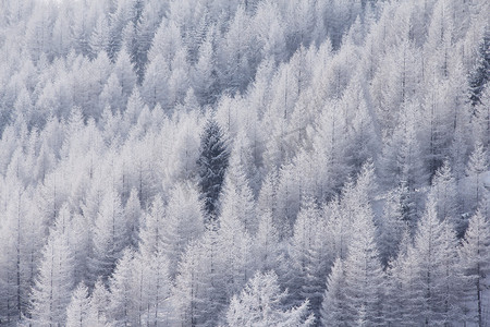 索尔登的冬季山林