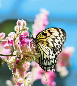 蝴蝶和人摄影照片_在花的白色和黑色若虫蝴蝶
