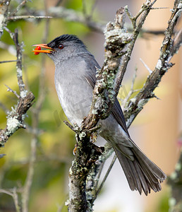 强迫症摄影照片_马达加斯加鹎 (Hypsipetes madagascariensis)