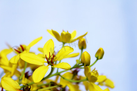 黄色花朵背景，