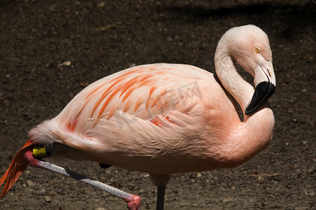 粉红色的智利火烈鸟和羽毛肖像