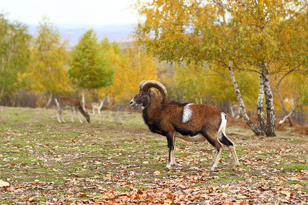 秋季的欧洲盘羊