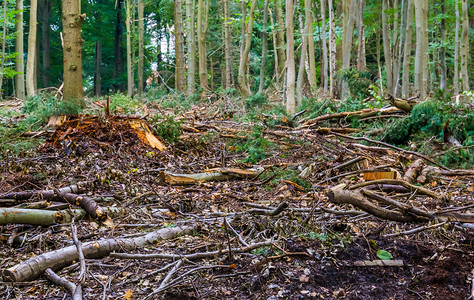吹毁林木摄影照片_荷兰布雷达 liesbos 森林的毁林维护