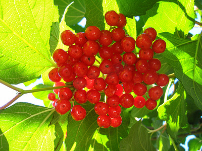 一簇红色成熟的 guelder 玫瑰