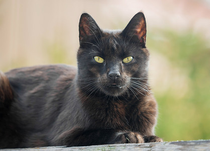 阳光下，一只深棕色的猫坐在木板上