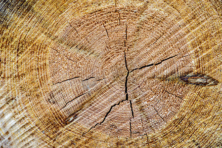 Wood Center MACRO 显示圆环和细节