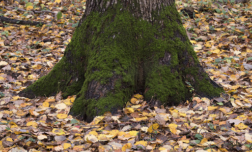 秋天森林里长满绿色苔藓的大树的根。