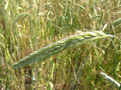 小麦的小穗