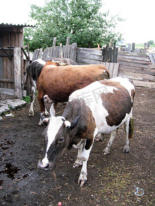 黑白动物摄影照片_农场上的黑白奶牛