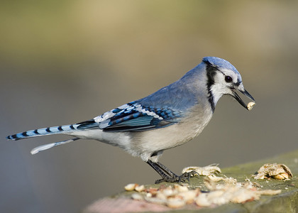 冠蓝鸦摄影照片_冠蓝鸦 (Cyanocitta cristata)