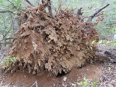 森林或树林中有树根和泥土的倒树