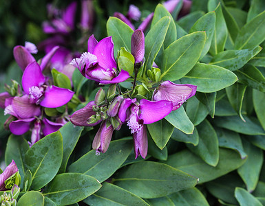 美丽的 Polygala myrtifolia 或桃金娘叶乳草花，春天在花园里绽放