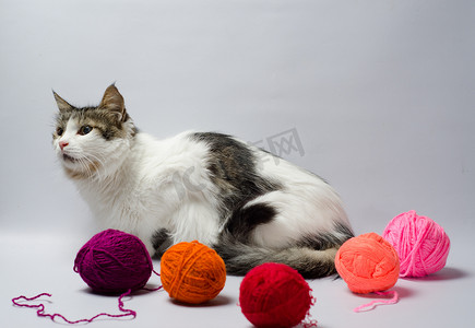 红色斑点的球摄影照片_毛纱多色球中的白色斑点蓬松猫