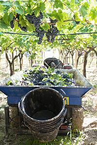 绿色拖车摄影照片_带拖车的拖拉机装满了用于酿酒的红葡萄。