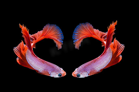 粉红色和红色斗鱼，黑色背景上的暹罗斗鱼