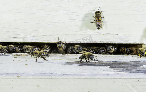蜜蜂进入蜂巢