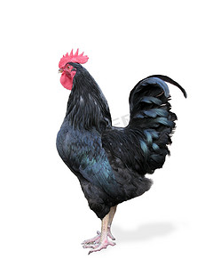 家禽农场摄影照片_白色背景上的黑公鸡