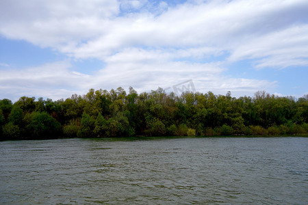 春天的杨树摄影照片_春天在三月来到多瑙河畔 3