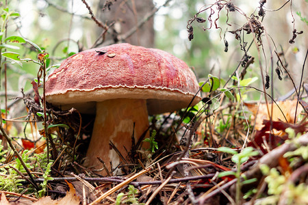 可食用的牛肝菌蘑菇，被称为便士面包或大牛肝菌，生长在松林中 — 图片