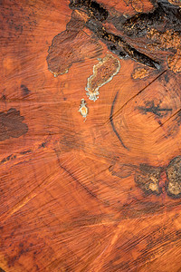 树年轮纹理摄影照片_带年轮的树盘，可用作纹理