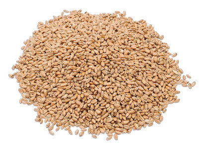 小麦粒摄影照片_白色背景下的小麦粒