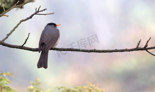 马达加斯加鹎 (Hypsipetes madagascariensis), 雨