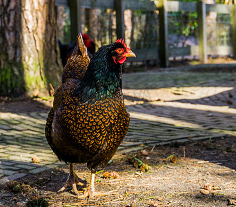 金币翻倍摄影照片_双系带 Barnevelder 母鸡，流行的荷兰鸡杂交品种，全年产棕色鸡蛋的鸡，羽毛色彩鲜艳的鸟