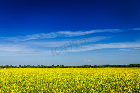 风景春夏摄影照片_春夏背景 — 蓝天油菜田