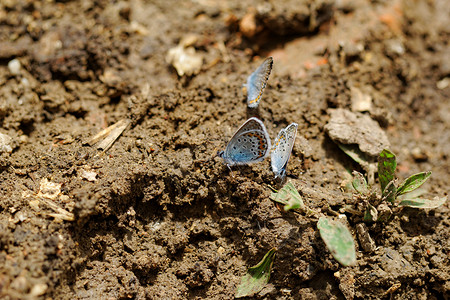 银镶蓝 (Plebejus argus) 蝴蝶
