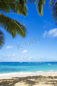 夏威夷沙滩上的棕榈树