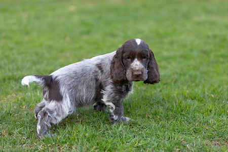 英国可卡犬幼犬