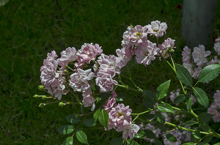 浅粉色玫瑰丛在自然室外花园盛开
