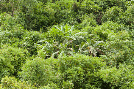 隐藏在丛林中的香蕉树