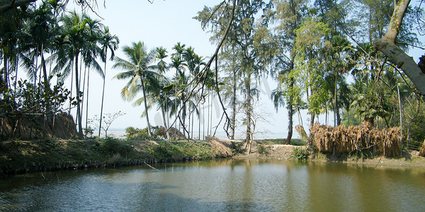 一个被可可椰子树包围的印度农村池塘。 