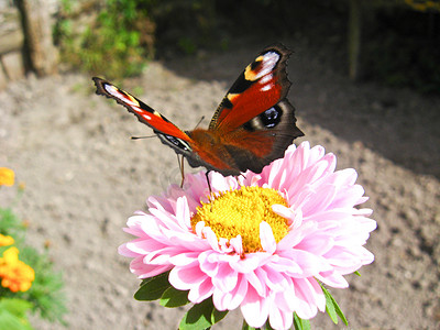 翠菊摄影照片_坐在翠菊上的孔雀眼蝴蝶