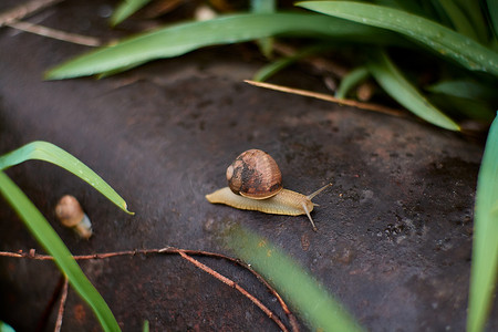 雨过后，院子里的蜗牛在绿色的草地上留下了大颗的露珠。