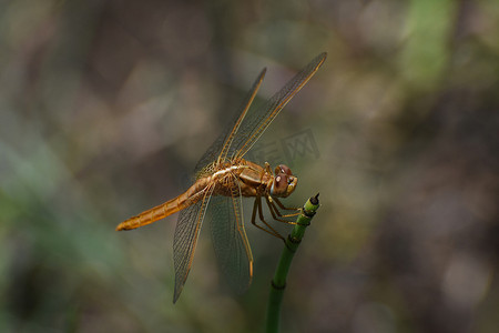 马尾草上的大红蜻蜓 (Crocothemis erythraea)