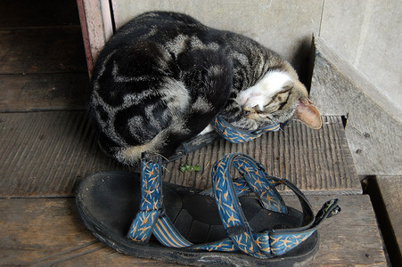 猫睡在凉鞋里