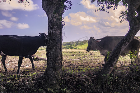 多米尼加共和国的奶牛养殖