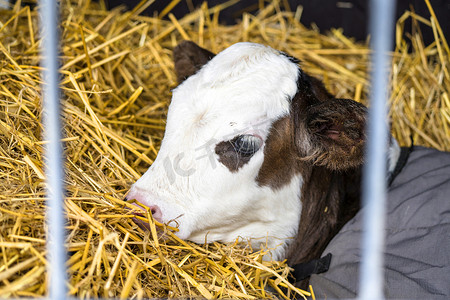 赫里福德小牛在谷仓的干草中放松