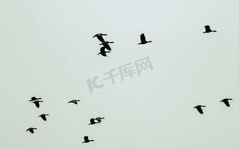 一群迁徙的鸬鹚鸟在蓝天中以不完美的编队一起飞行。 