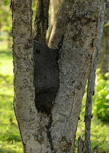 丛林中树上的白蚁巢