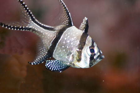 Banggai cardinalfish (Pterapogon kauderni)