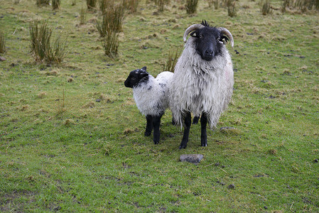 黑头羊摄影照片_黑头羊与羔羊：