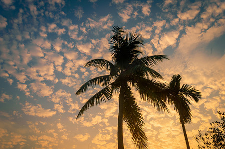 椰子树背景照片在冬季季节性主题背光但色彩鲜艳的日出天空。