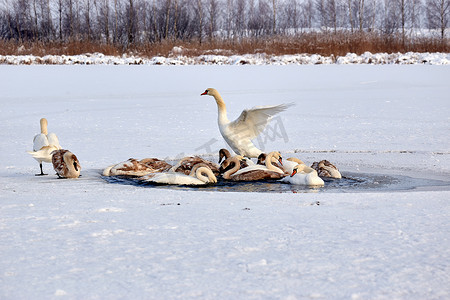一群天鹅在冬天的冰湖上因寒冷而结冰。